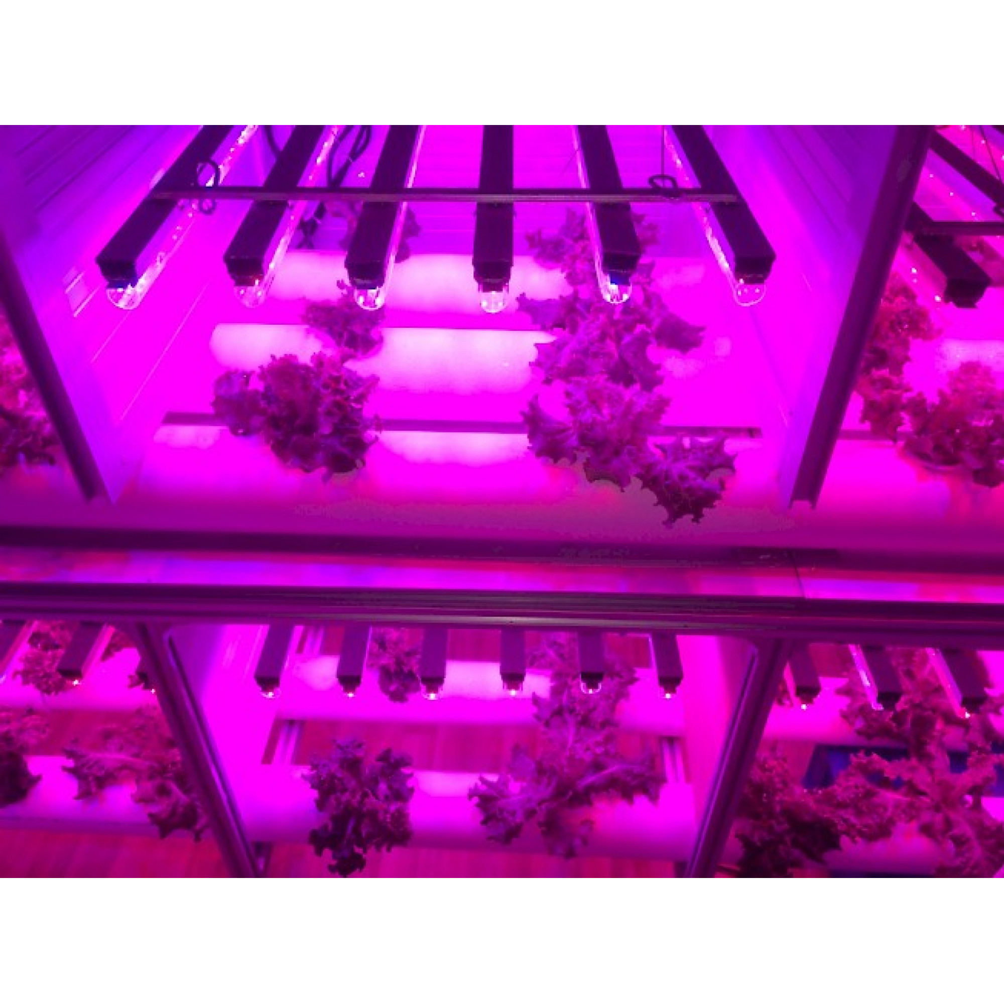 Светильник линейный PPG T8i- 1200  Agro 15w IP20 Jazzway (для растений)