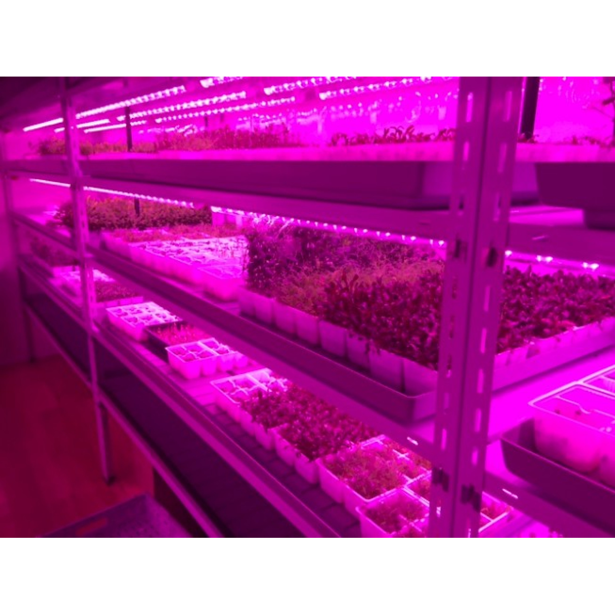 Светильник линейный PPG T8i- 1200  Agro 15w IP20 Jazzway (для растений)